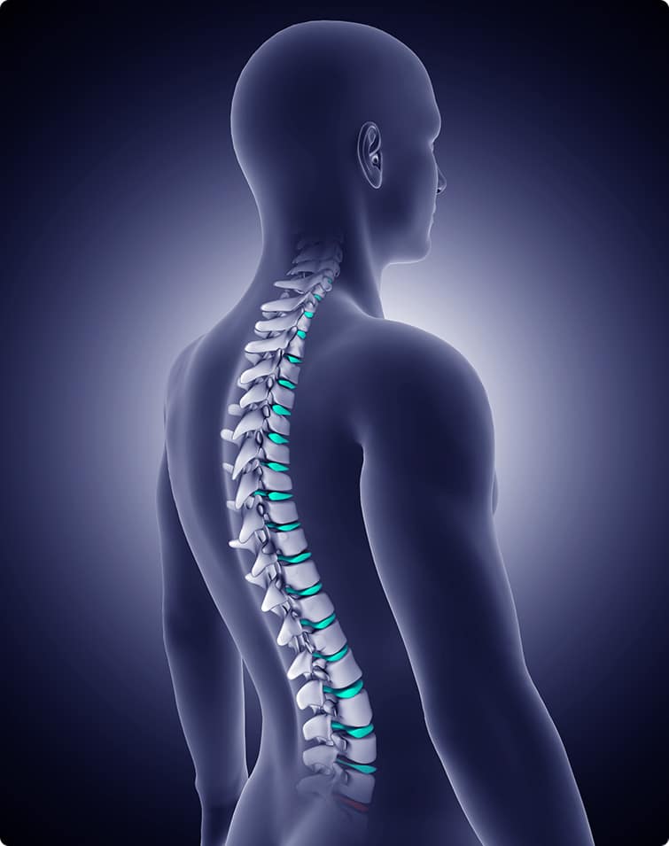 Tudo o que você precisa saber sobre a coluna vertebral